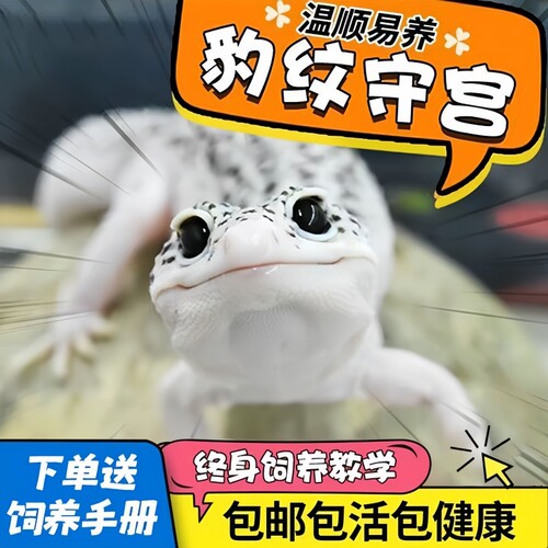 豹纹守宫幼苗包健康不咬人包活