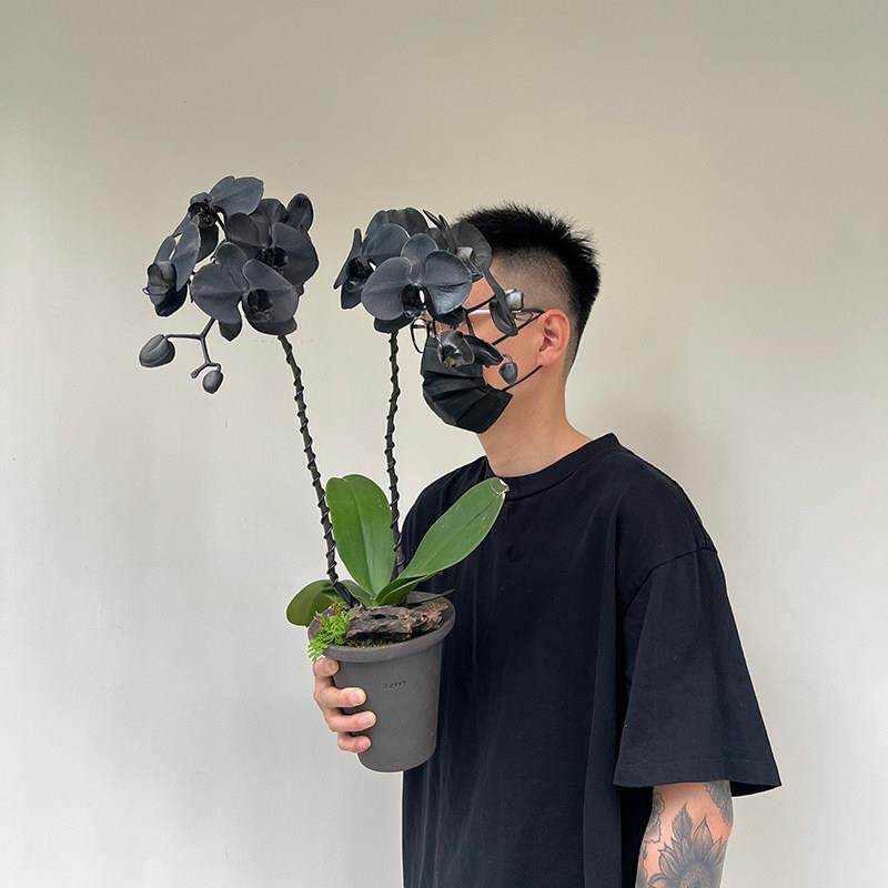 蝴蝶兰花苗带花剑带花苞盆栽兰花大苗客厅染色阳台花卉四季好养活