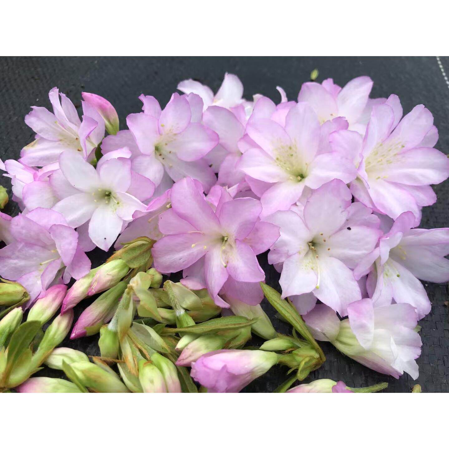 （贵妇人）带香味平户杜鹃套瓣花淡淡清香味 盆栽阳台庭院种植