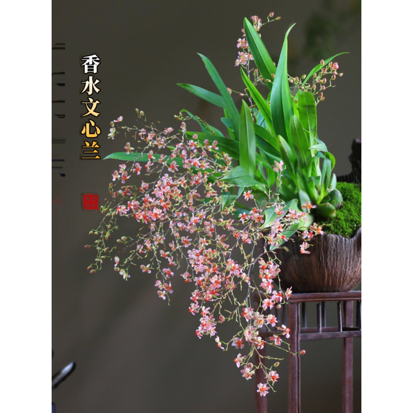 文心兰盆栽梦香兰微型观花小盆景迷你创意兰花室内植物客厅窗台