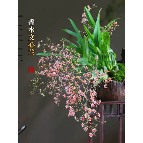 文心兰盆栽梦香兰微型观花小盆景迷你创意兰花室内植物客厅窗台