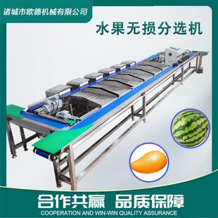 水果西瓜水蜜桃无损果托分选机 自由果托式皮带分拣机 榴莲分选机
