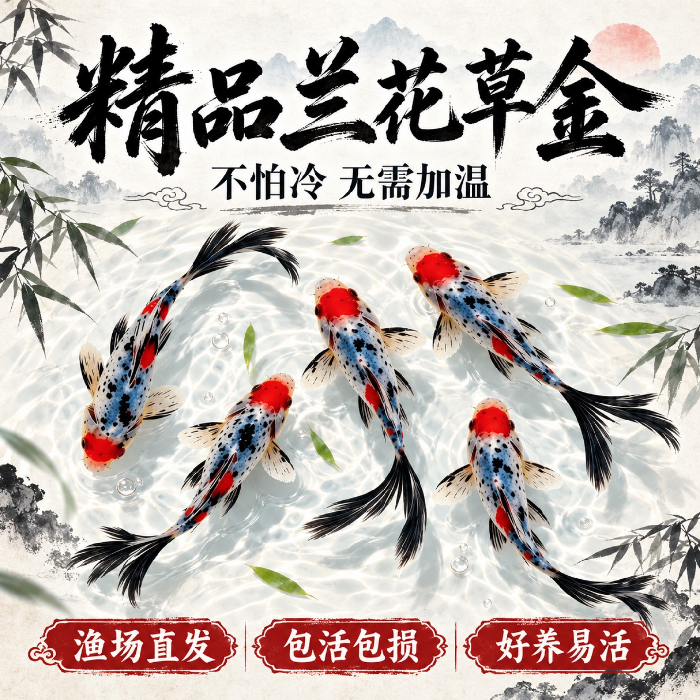 兰花草金鱼冷水观赏鱼好养耐活淡水自来水锦鲤精品纯种小金鱼活鱼