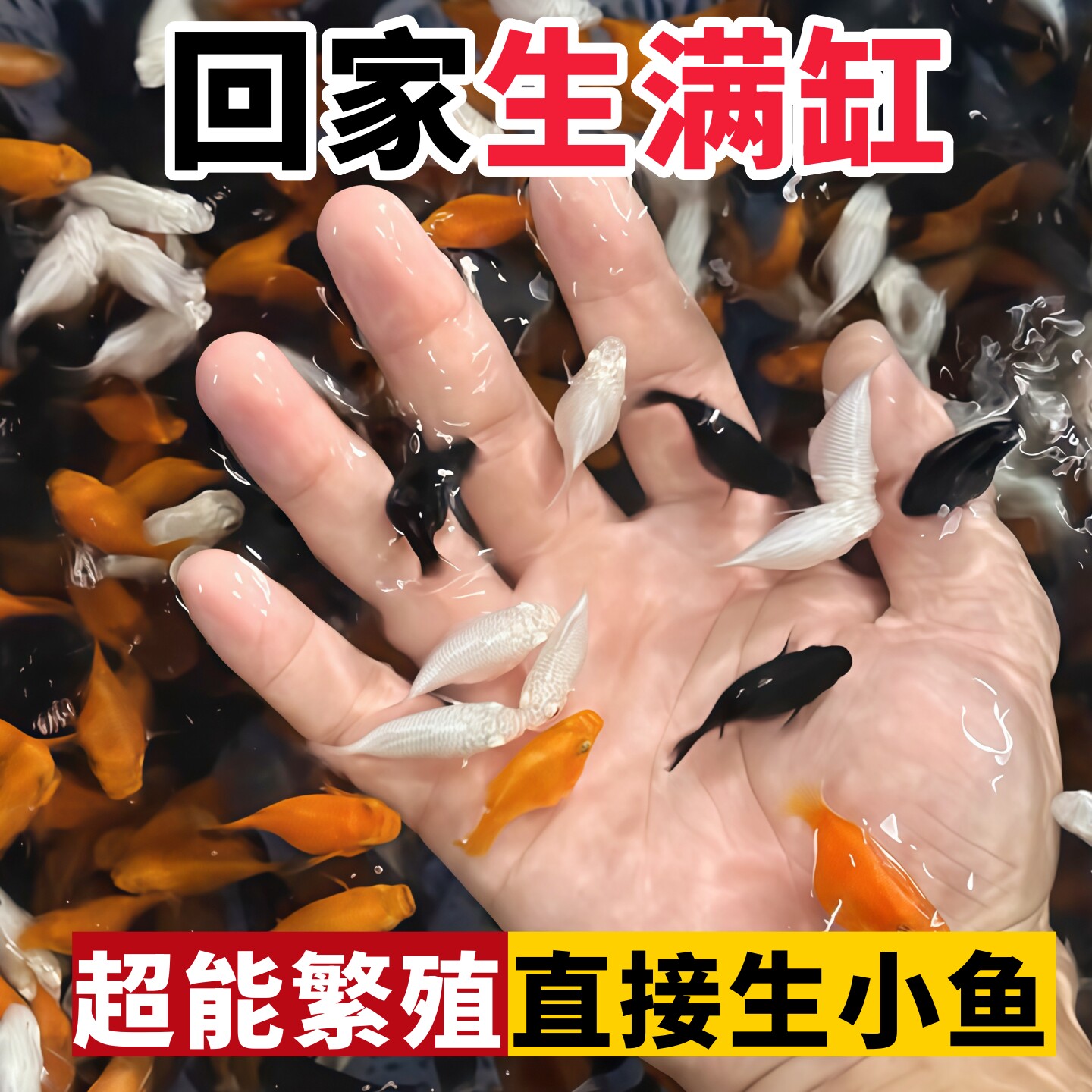 玛丽球鱼观赏鱼临产孕母胎生鱼淡水热带小型鱼冷水活鱼易繁殖小鱼