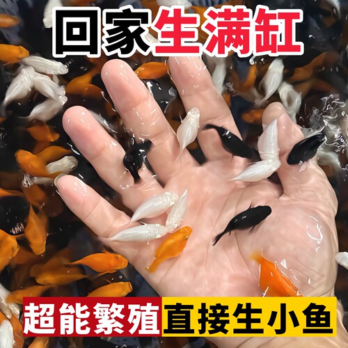 玛丽球鱼观赏鱼临产孕母活鱼