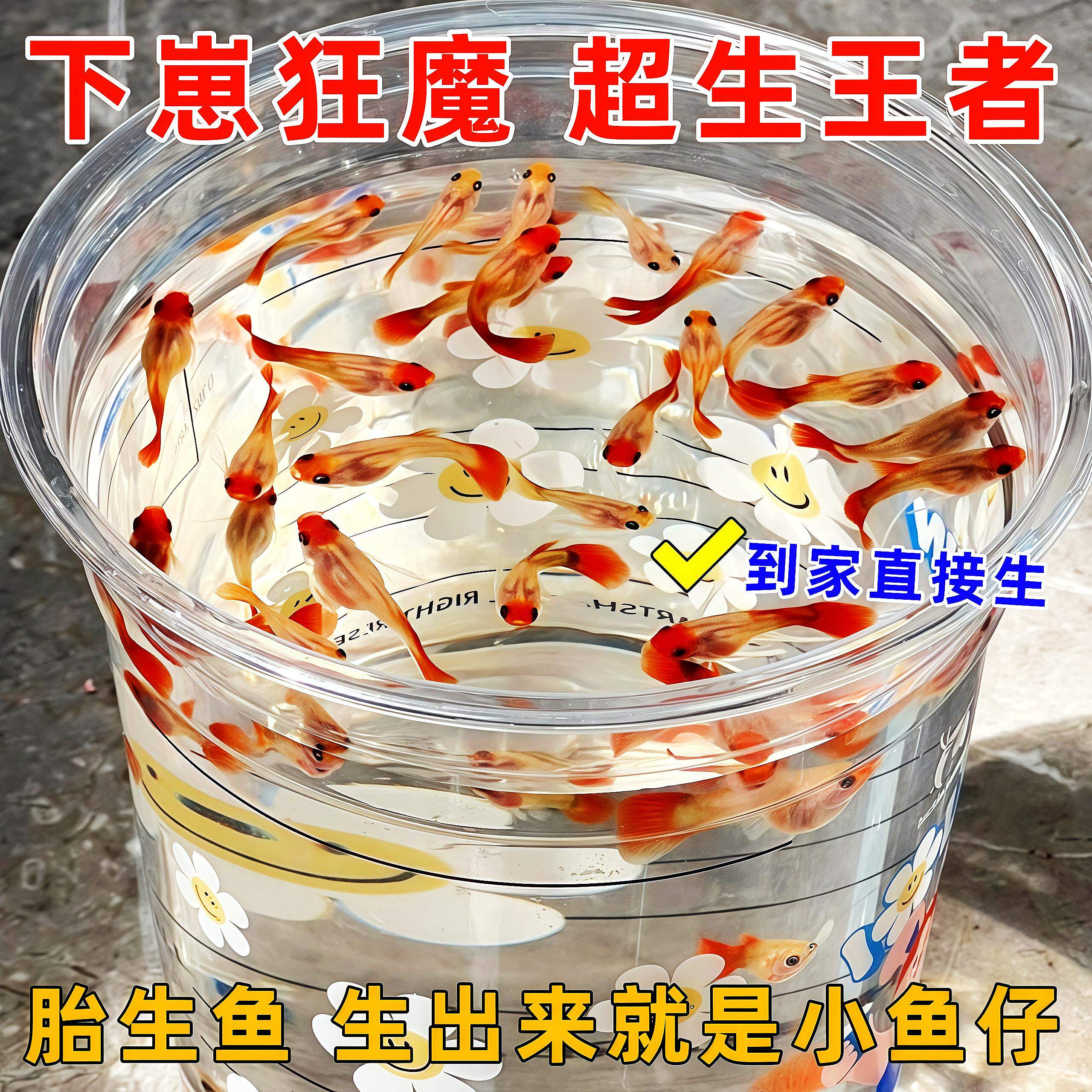 孔雀鱼活鱼观赏鱼热带鱼凤尾鱼图片