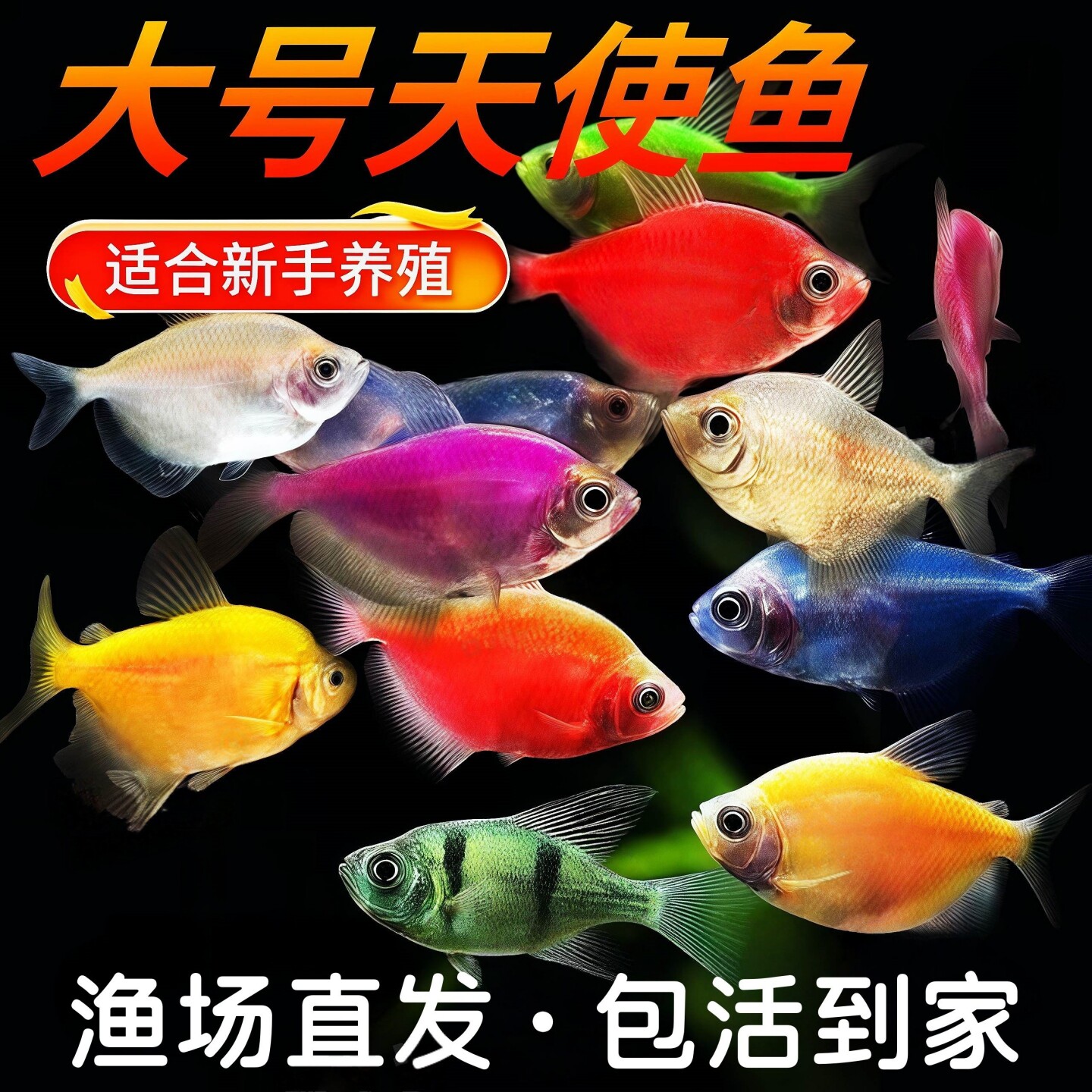 天使鱼观赏鱼活鱼大号糖果好养群游热带鱼小型鱼淡水新手好养耐活