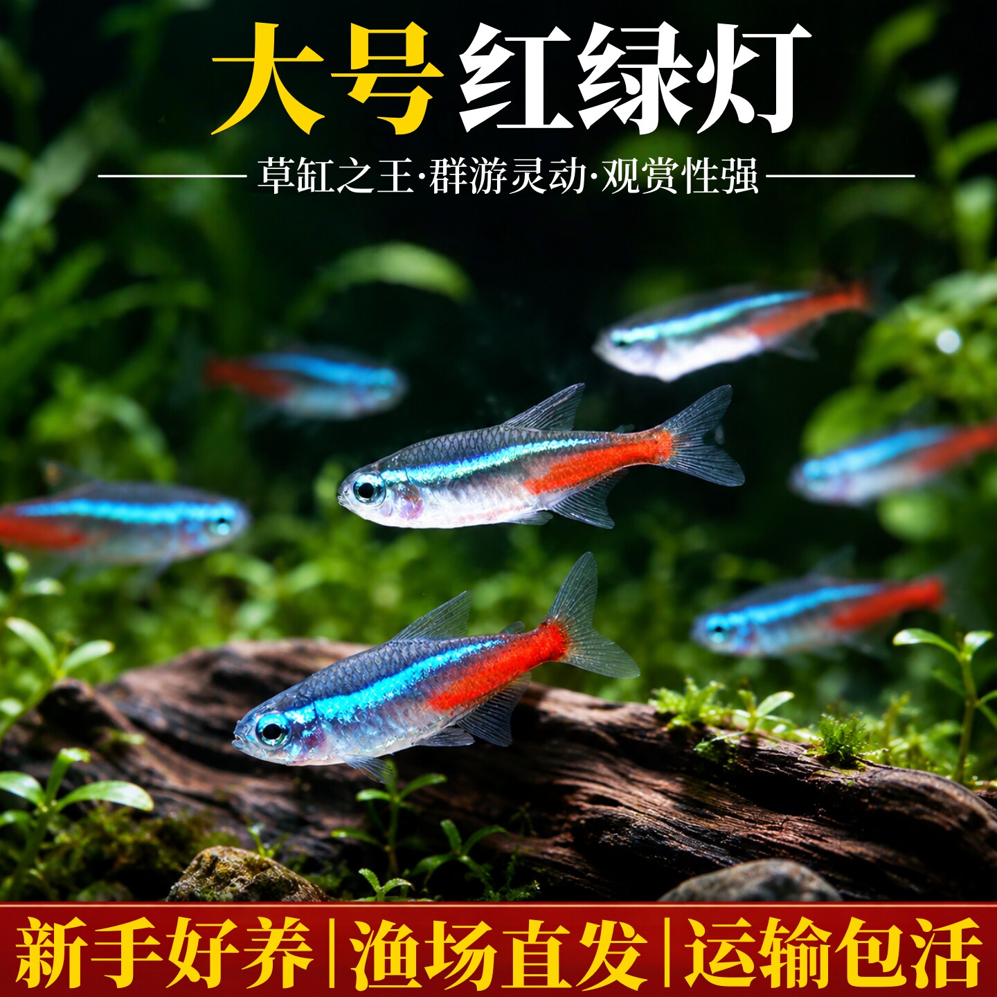 红绿灯鱼观赏鱼宝莲灯好养耐活草缸群游灯科鱼热带淡水小型鱼活鱼
