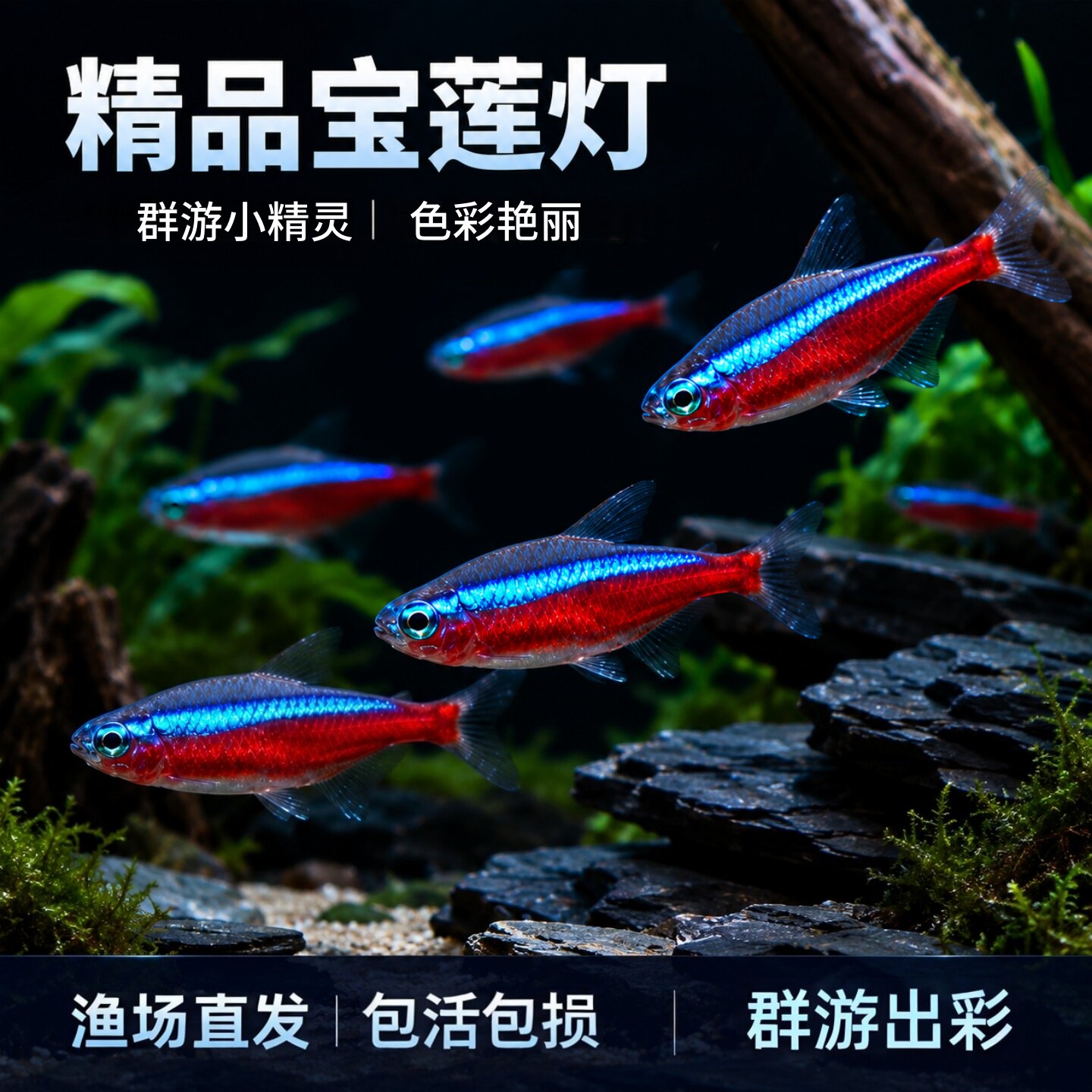 巴西宝莲灯鱼大号红绿灯淡水好养小型观赏鱼草缸群游活鱼红莲灯鱼