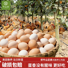 【守山翁】 正宗农家散养土鸡蛋 20枚