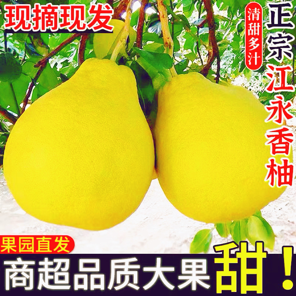 正宗江永香柚新鲜清甜水果当季湖柚子