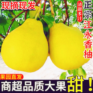 正宗江永香柚新鲜清甜水果当季湖南永州特产50年老树沙田柚包邮