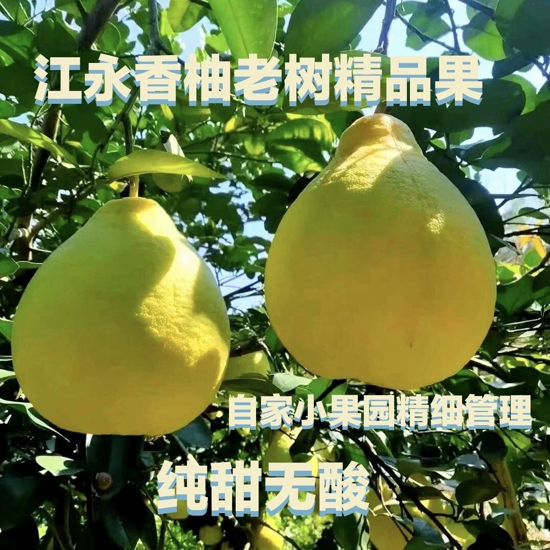 【纯甜】正宗湖南江永精品香柚5柚子