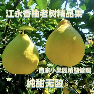 【纯甜】正宗湖南江永精品香柚50年老树沙田柚甜柚自家种水果包邮