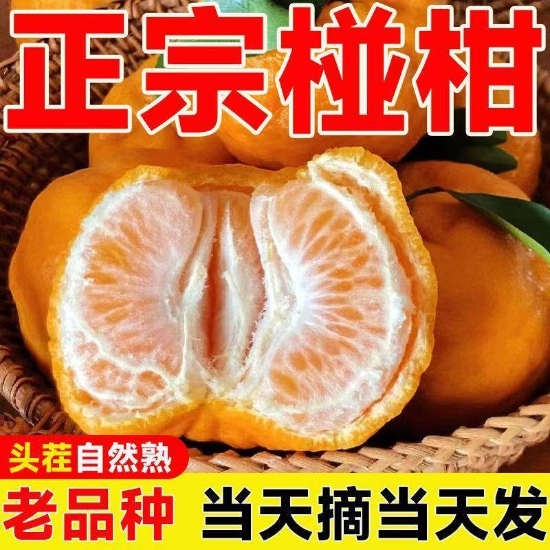 【彩箱】正宗四川不知火丑橘新鲜水果应季丑八怪粑粑柑橘耙耙桔子