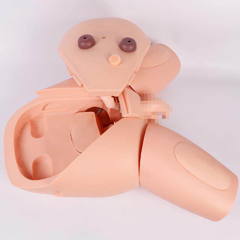 高级男性导尿模型 女性导尿模型 教具 人体导尿护理训练模型