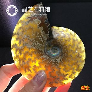 原石新款上市国内鉴定天然斑彩菊石海螺螺古生物螺马达加斯加标本