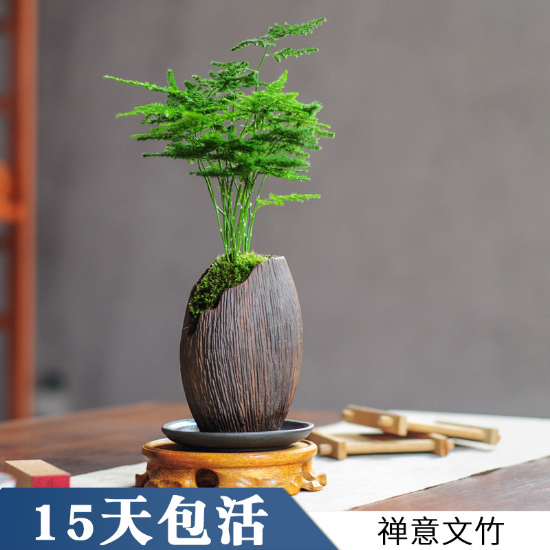 文竹盆景室内盆栽植物中式微景观懒人办公室绿植禅意茶桌摆件花卉