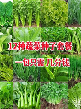 原装四季蔬菜种子大全菜种籽原装彩包育种香菜小葱白菜菠菜阳台