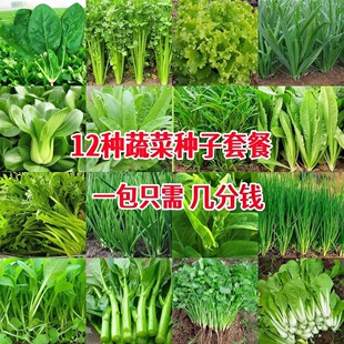 原装四季蔬菜种子大全菜种籽原装彩包育种香菜小葱白菜菠菜阳台
