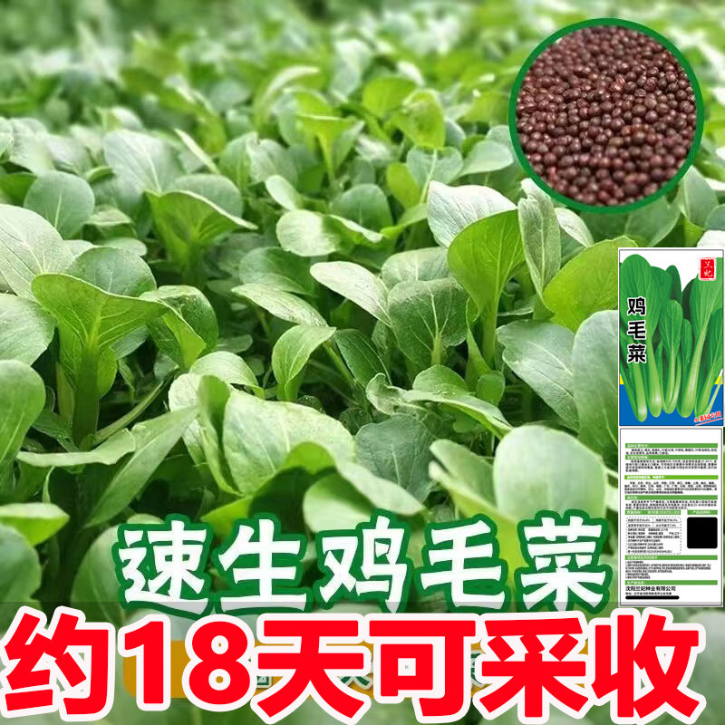 速生四季上海青鸡毛菜种子