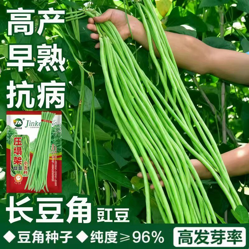 小五叶特长长豆角种子赠肥料图片