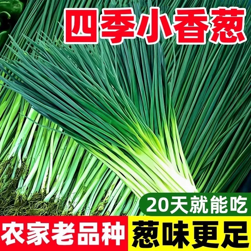 四季小香葱种子阳台易种速生