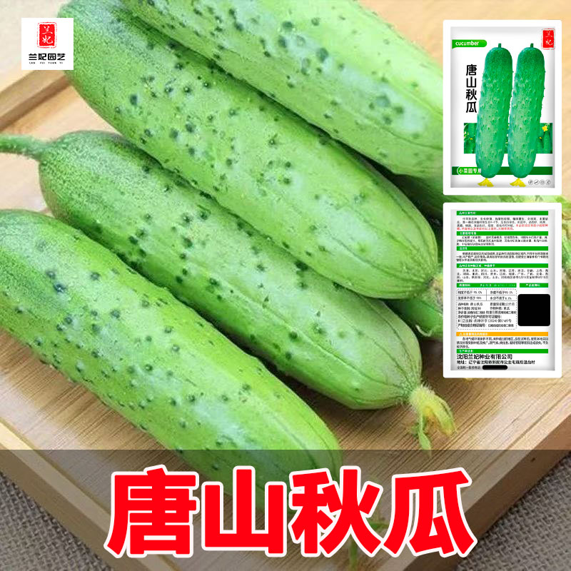 老式唐山秋瓜子青瓜绿心老品种黄瓜生吃脆甜黄瓜新鲜蔬果农家蔬菜
