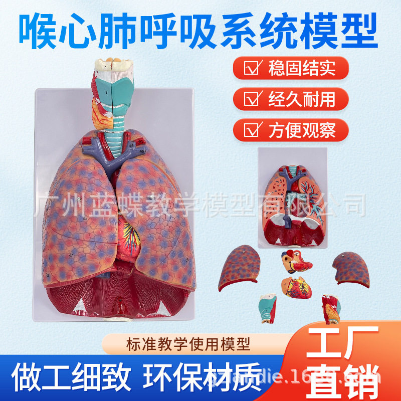 自然大人体喉心肺模型喉咙甲状腺肺心脏模型呼吸系统肺部内脏解剖