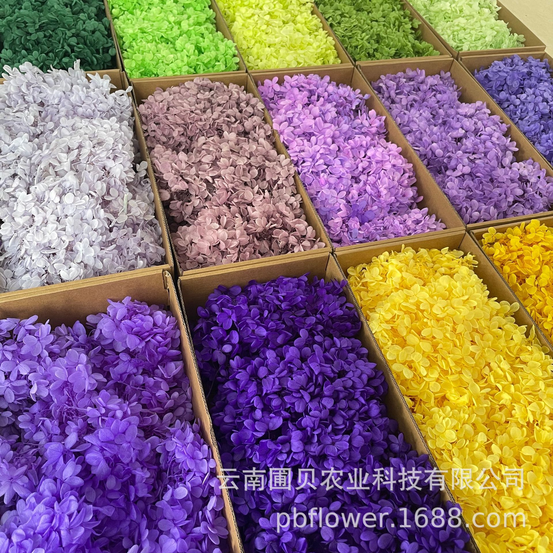 花者云南DIY永生绣球花材100g工厂批发 永生花饼饼散装木绣球彩色
