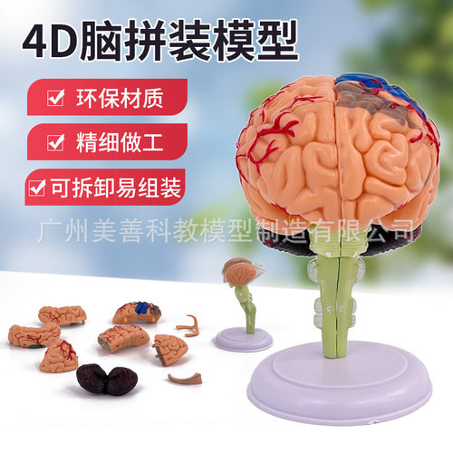 人体大脑模型 脑血管神经 4D脑解剖 医学教学用模型可拆分31部件