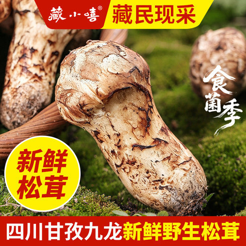 藏小嘻2026年新鲜甘孜九龙松茸