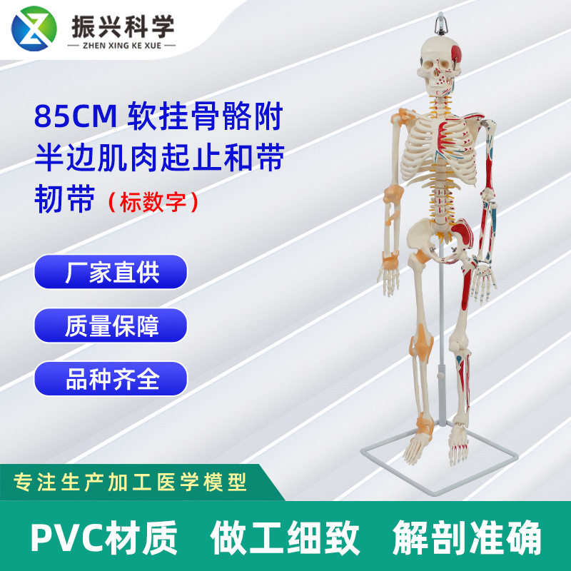 85CM软挂骨骼脊柱可弯曲骨骼合集人体骨架模型