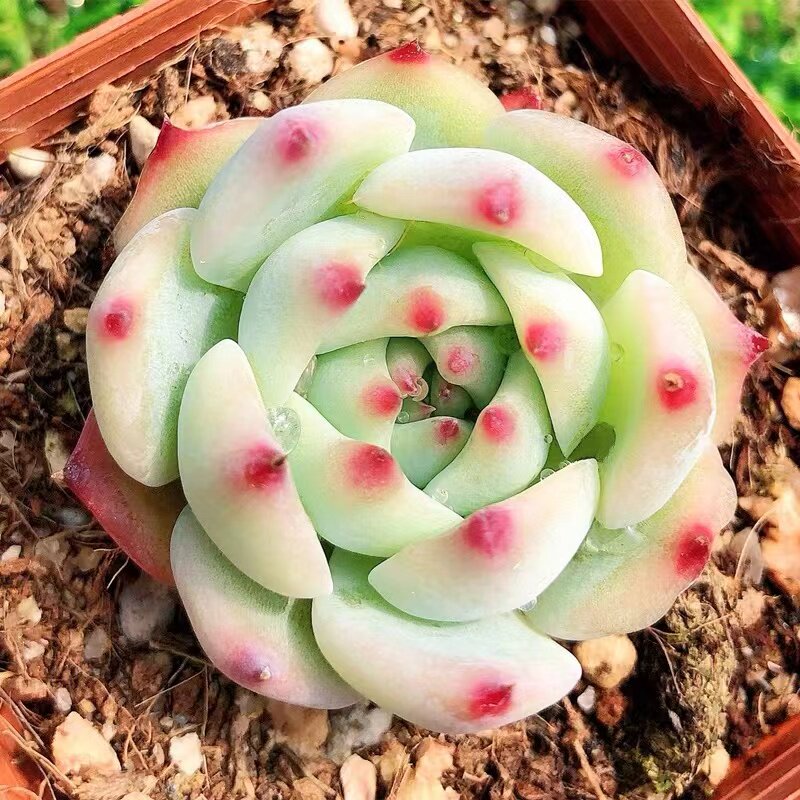 多肉植物吉娃娃水蜜桃新款玉露稀有贵货粉玫瑰花卉室内超萌大盆栽