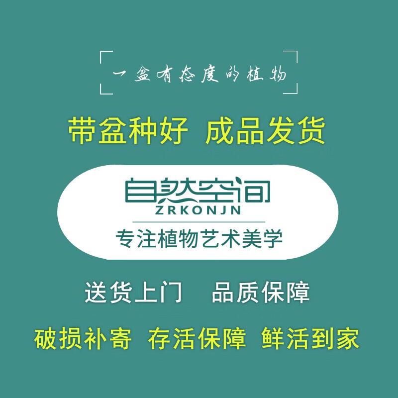 发财树小盆景办公室盆栽客厅桌面绿植四季常青茶桌面装饰植物室内