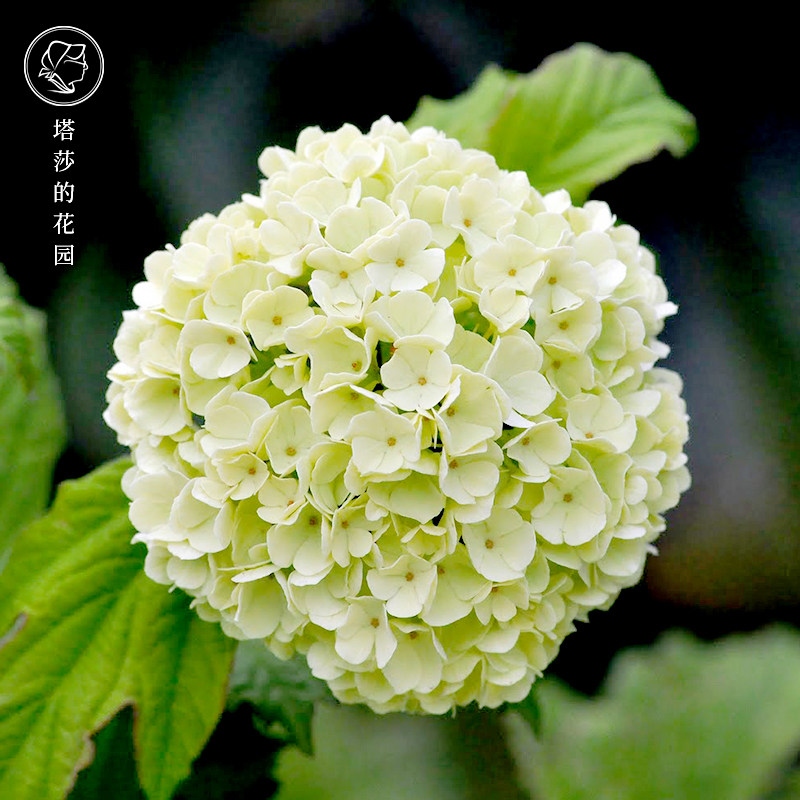 塔莎的花园 欧洲木绣球玫瑰绣球盆栽庭院阳台露台种植花苗花期长