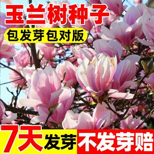 玉兰树种子紫白黄二乔娇红别墅庭院大型耐寒盆栽风景树玉兰花种籽