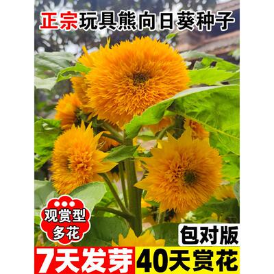 向日葵种孑玩具熊子花四季