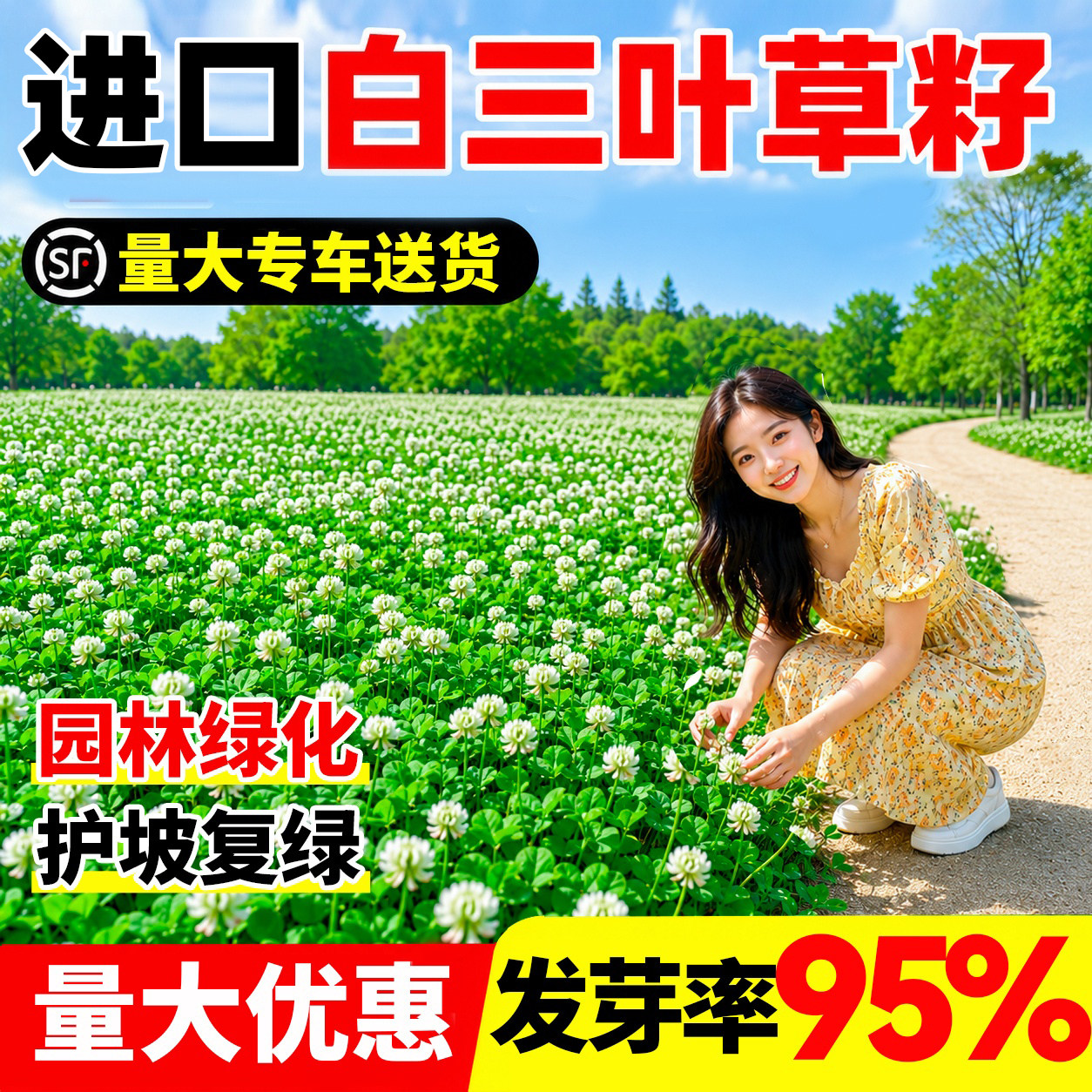 白三叶草籽进口红三叶种子园林工程绿化护坡固土耐寒四季常青草坪 - 实物图