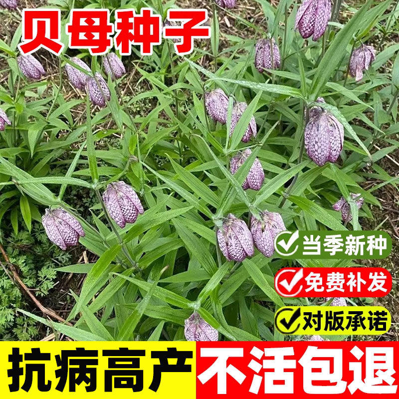 贝母种子材野生川贝母种籽抗病高产易成活平贝皖贝浙贝盆栽苗