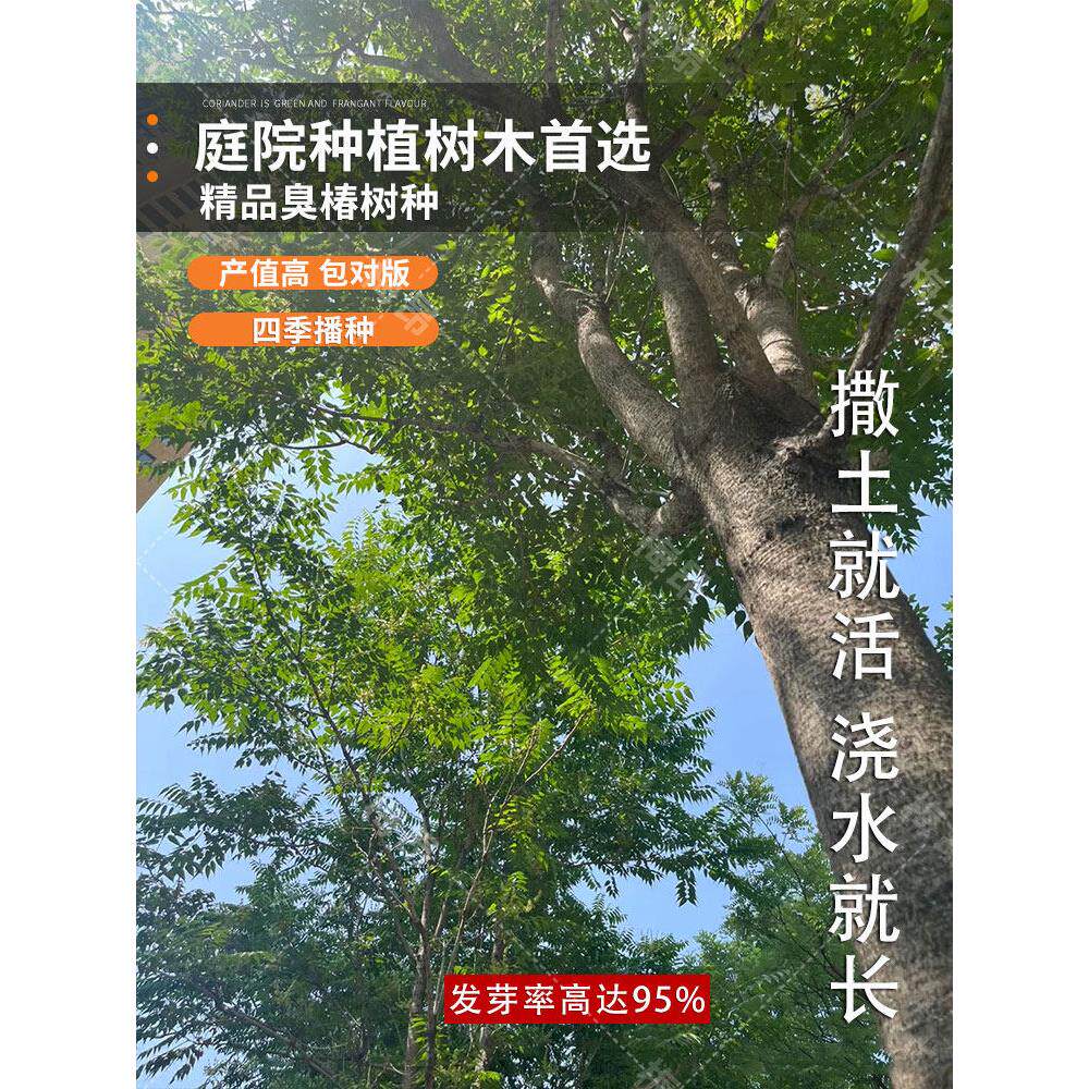 新采臭椿树林木种子红油香椿种子臭椿种子乔木护坡灌木造林树苗籽