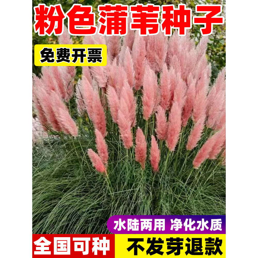 粉色蒲苇种子四季播粉浪粉羽花种子多年生易活宿根观赏草籽春秋播