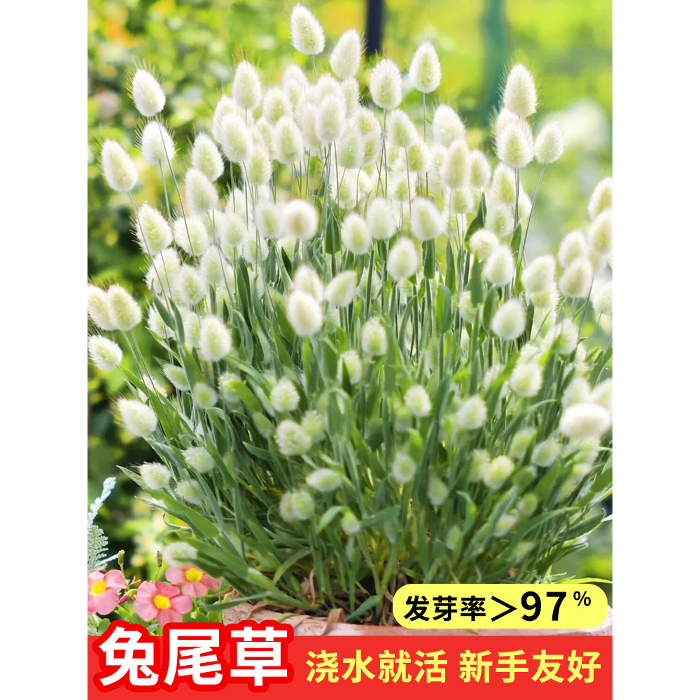 兔尾草种子四季易成活盆栽草苗室内庭院观赏永生花小芦苇蒲苇种籽