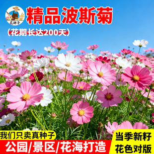 波斯菊花种子格桑花种籽子七彩四季播种开花易活庭院室外花籽种孑