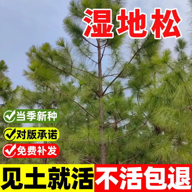 新采湿地松种子落叶松松树木种籽四季种植易活水上公园绿化造林苗