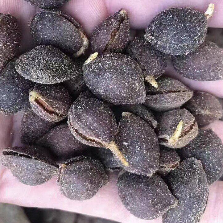 山杏芽种子山杏胡山杏核当年优质散装育苗南北方种植林木杏树籽