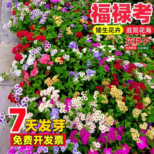 福禄考花种四季播种花卉植物室内花盆栽草花籽阳台易成活花种籽子