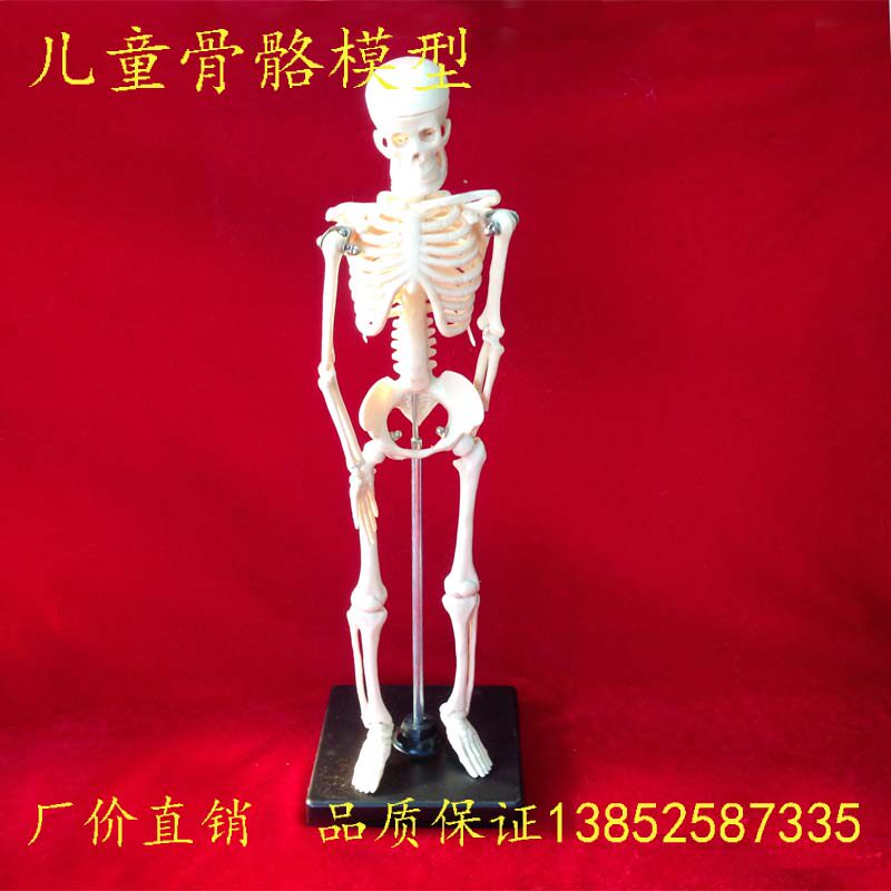 人体骨骼模型 42cm 儿童骨骼模型 小学科学 生物器材 教学仪器