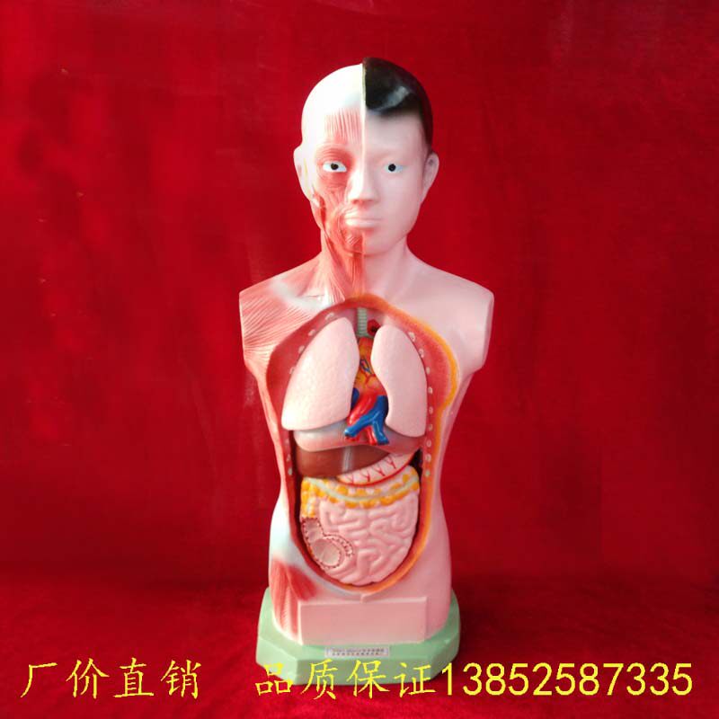 少年人体半身模型 J39053 生物  小学科学 实验器材 教学仪器