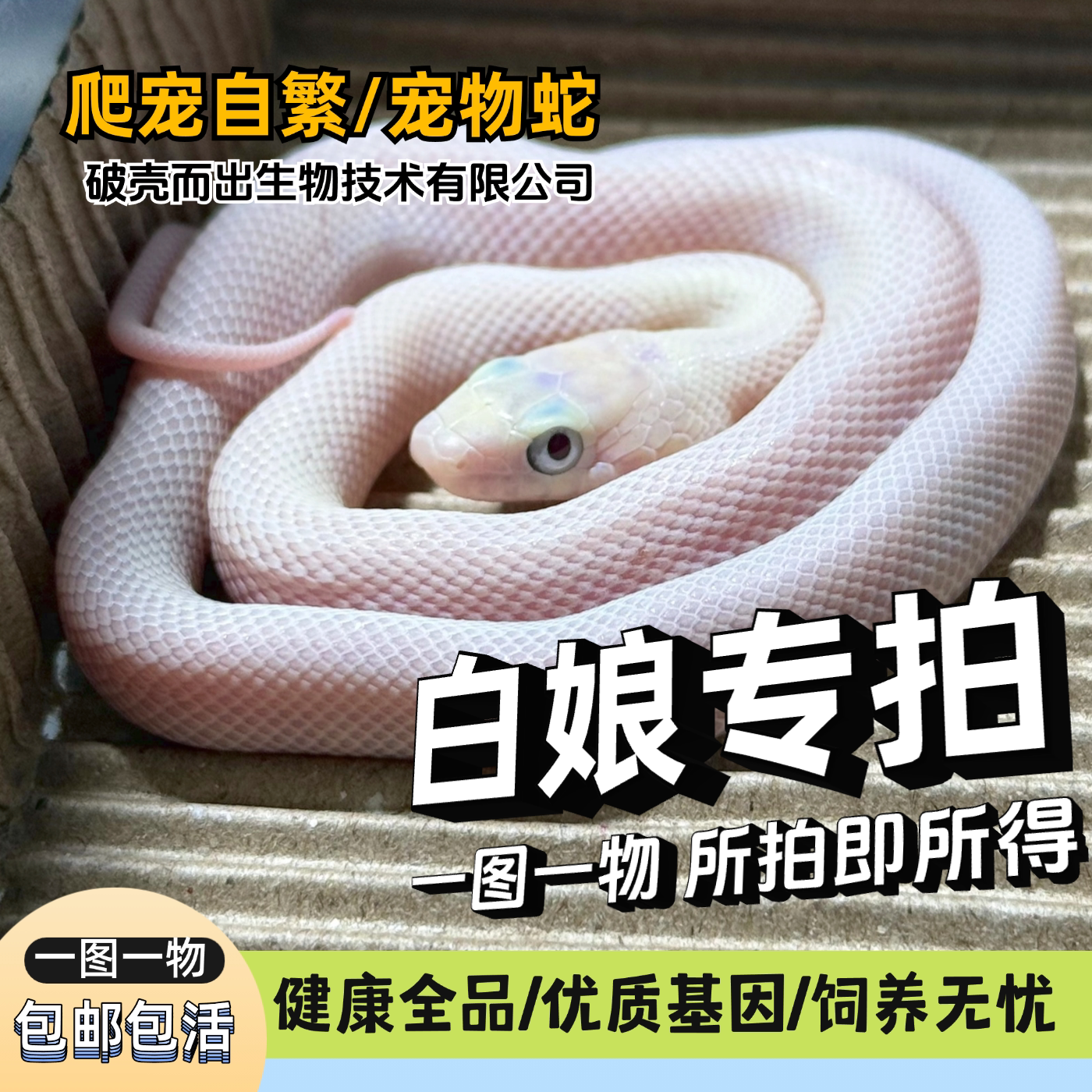 活体白娘娘德州鼠蛇无毒宠物蛇玩宠物蛇